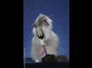 Video Cool Cat