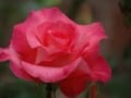 Clip Natalie Imbruglia - All The Roses