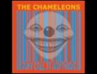 Clip The Chameleons - Shades