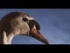 Clip King Creosote & Jon Hopkins - Third Swan