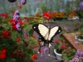 Video Butterfly dance