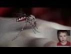 Video Mosquito