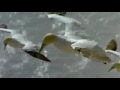 Video L'albatros